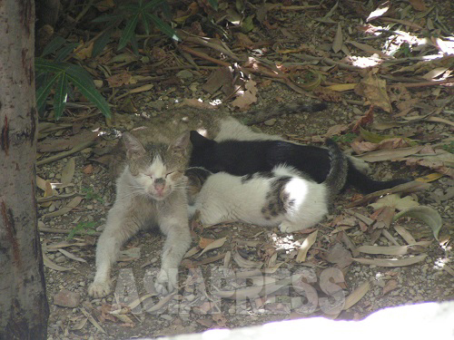 抗争終結後しばらくたって、庭を訪れるようになった別の猫。そのうち、子どもを連れてくるようになった。（撮影筆者）