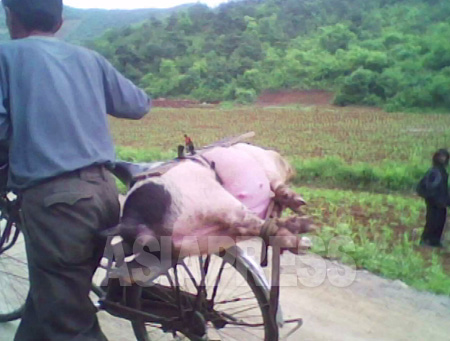 自転車の荷台にくくりつけられた豚。この男性は農村で豚を安く買い付け、都市部に売りに行くものと見られる。こうした商売形態は「テゴリ」と呼ばれる。2010年　平安南道でキム・ドンチョル撮影 写真の右は、23歳のホームレス女性。