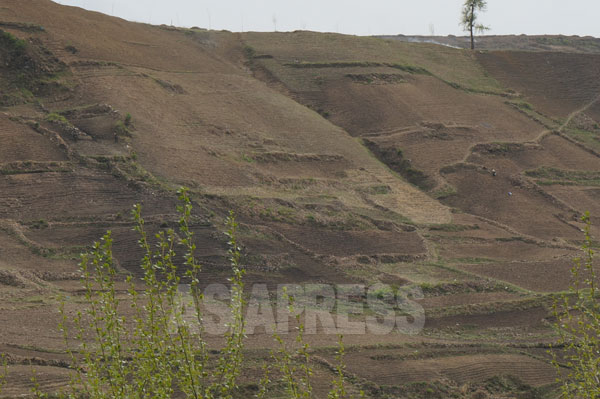 畑に開墾された山の斜面。