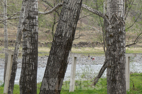鴨緑江の中国側、木立の間に張られた鉄条網。北朝鮮側に二人の子供の姿が見える。普天郡付近。