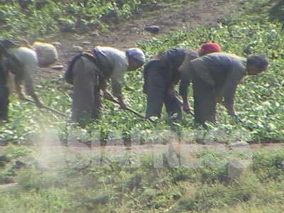 草取りに精を出す農民の姿を中国側から捉えた。疲弊した様子が国境の川を越えて伝わってきた。（2005年４月　咸鏡北道　中国側より石丸次郎撮影）