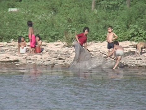 小さな漁師たち 8月15日、朔州郡の子供たちは鴨緑江の川辺で小さな魚を捕まえるのに夢中だ。