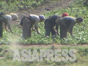 【北朝鮮内部】　続く激しい物価の乱高下