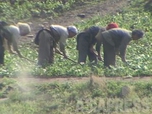 北朝鮮　種泥棒に肥料不足...北の農業は今年も不調か