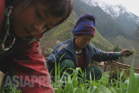 タフンダン村に住むチベット人の家族が麦畑の手入れに余念がない。
