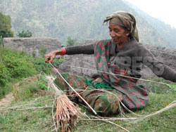 ロルパ郡ガルティガウン村で、大麻の茎から糸を作るマガールの女性。（撮影：小倉清子）