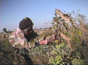 特集［2012黄海道飢饉］穀倉地帯で発生した大量餓死（7）◆生産減で来年も危機発生か
