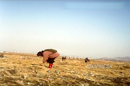 （参考写真）収穫後の畑で落穂拾いをする老人女性。北朝鮮では秋になるとよく見られる光景だ。2012年11月平安北道新義州（シニジュ）市郊外。平安北道在住のアジアプレス取材協力者が撮影。（アジアプレス）