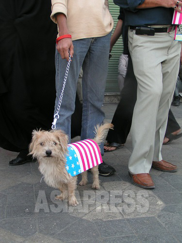 政府主導の反米集会で見かけた「反米犬」。イスラムでは、犬は不浄な動物の最たるものであり、「敬虔なムスリム」が犬を飼うことは決してない。このような官製集会では攻撃の対象にもなりかねず、犬も「反米」の衣を纏う必要がある。