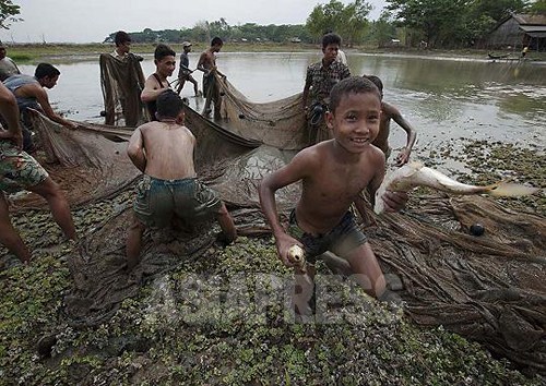 ビルマでは淡水魚が好まれる。ため池で漁をする村人たち（イラワジ地域　2012年）