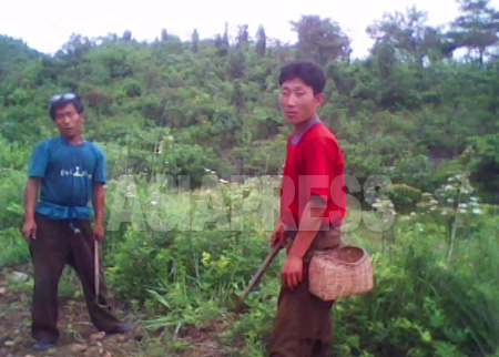 （参考写真）トウモロコシ農場で働く農民たち。トウモロコシの合間に豆を植えている最中だという。今年の分配（年間の配給）はあったかとの記者の問いに「あげたくても作物が無くてあげられないとのことです」と答えた。2010年6月平安南道　撮影：金東哲（キム・ドンチョル）（アジアプレス）