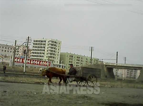 線路沿いの道を牛車が通る。遠くの赤い看板には「未来に向けて勇気百倍前進しよう！」というスローガンが見える。2013年3月平安南道で取材協力者が撮影。