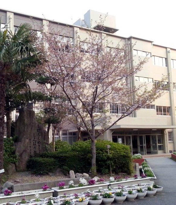 神戸連続児童殺傷事件から17年～小学校に咲いた「彩花ちゃんの桜」