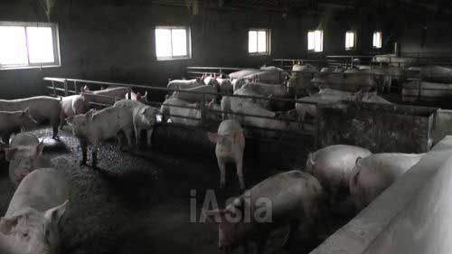 この養豚場には「死んだ豚を買い取りたい」と電話がかかって来ることもあるという。 写真　2013年11月湖北省宜昌市