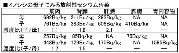 イノシシの母子に見る放射性セシウム汚染（渡邉准教授への取材により作成）