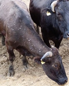 浪江町の「希望の牧場・ふくしま」にはいま、体表に白い斑点がある牛が約20頭いる。農水省が調査に来たが、「原因不明」という。（2014年10月撮影・栗原佳子）