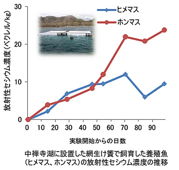 養殖魚のセシウム濃度の推移。グラフから飼育日数に応じて放射性セシウム濃度が上昇しているのがわかる。（出所：水産庁資料）