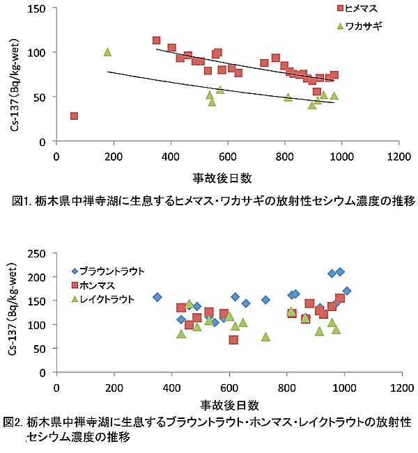 原発事故後のセシウム濃度の推移図。主にプランクトンをエサにするヒメマスやワカサギの放射性セシウムは減少しているが、ブラウントラウトやホンマス、レイクトラウトには減少傾向がみられない。(出所：水産庁資料)