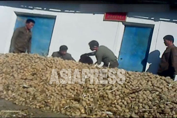 農村から街に運び出された大量のジャガイモ。企業所が大量購入したものか、商売人が市場で売るために集積したものだろう。2012年11月、両江道にてペク・ヒャン撮影