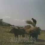 ＜北朝鮮内部からの通信・リムジンガン＞奪われるために働く農民たちの悲惨～農業担当幹部秘密インタビュー（１）　黄海道飢饉を詳細証言