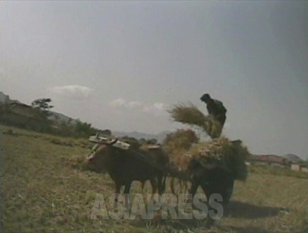 焚き物にするため刈り取り後の田で藁を集める。（2008年10月黄海南道のとある農村　シム・ウィチョン撮影）