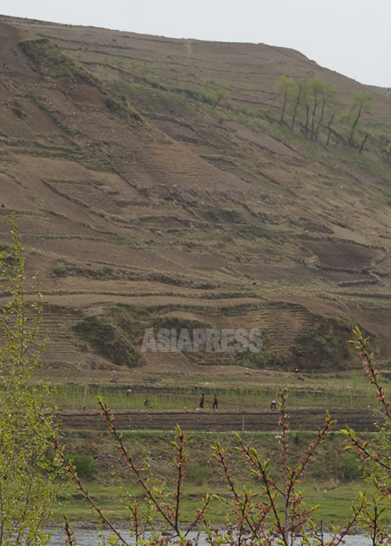 荒廃した北朝鮮の山1 山頂まで木が切られて一面畑になっている。2014年5月中旬、両江道恵山(ヘサン)市を中国側から撮影（アジアブレス）