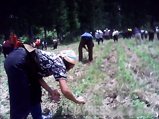 農村に動員され草取りをさせられている女性たち。2013年6月（アジアプレス）