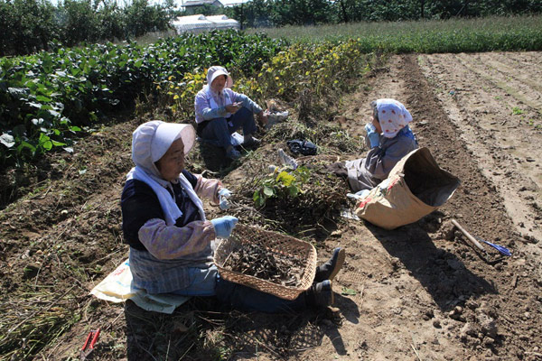 原発事故で飯舘村を離れ、福島県内の仮設住宅に暮らす菅野栄子さんと菅野芳子さん。仮設のそばで畑を耕し続ける。（映画「飯舘村の母ちゃんたち　土とともに」より）