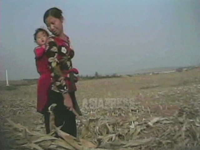 赤ん坊をおぶって、収穫の終わったトウモロコシ畑だけで落穂拾いをする女性。2008年10月黄海北沙里院市郊外の農村にて撮影。