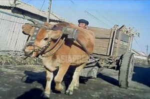 <北朝鮮写真報告>牛はもっとも大切な生き物 尻尾切って食し処刑された事例も(写真4枚)