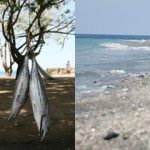 東ティモールの光と影 (3) 渋谷敦志