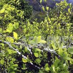 【コロンビア 　復権を求めて立ち上がる「先住民族」/ 柴田大輔】 第６回 コカを作る人びと （１）