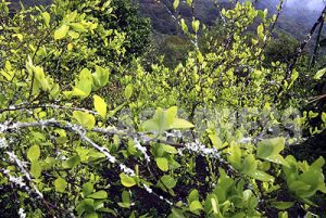 【コロンビア 　復権を求めて立ち上がる「先住民族」/ 柴田大輔】 第６回 コカを作る人びと （１）