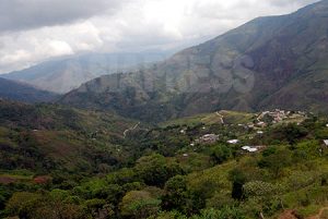 【コロンビア 　復権を求めて立ち上がる「先住民族」/ 柴田大輔】 第７回 コカを作る人びと （２）