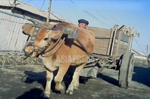 【写真特集】北朝鮮・牛は大事な国有財産の働き手