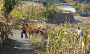 【写真特集】困窮する農村の姿(4)