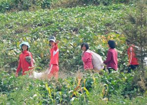 <北朝鮮内部>農場現地からの最新報告(7) 豊作のジャガイモ収穫に住民を大動員 「でも保管不良で毎日数トンずつ腐っている」