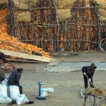 ＜北朝鮮特集＞金正恩氏が挑む農政改編とは何か（1） 農場から「協同」が消えた 農業関連法規を大幅見直し