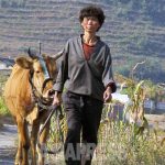 ＜北朝鮮特集＞金正恩氏が挑む農政改編とは何か（5） 分配方式変わったのに取り分が減る…「やる気失せる」と農民から不満の声