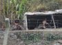 ＜北朝鮮内部＞世界最長の兵役を2年延長か　男10年、女7年に　兵員不足深刻化で「一人残らず軍に送る勢いだ」