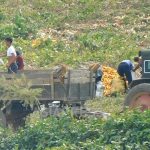 ＜北朝鮮漆黒のコロナの4年を照らす＞（11） コロナの混乱に乗じ「トンチュ」が農業経営に進出の驚き　生産性が飛躍的に向上