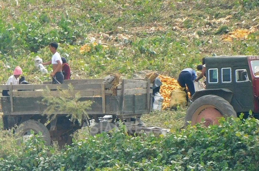 <北朝鮮漆黒のコロナの4年を照らす>(11) コロナの混乱に乗じ「トンチュ」が農業経営に進出の驚き 生産性が飛躍的に向上