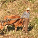 ＜北朝鮮現地調査＞注目の金正恩式新農政　その成績表は？(3) 国家の「食糧流通独占」は完成段階か　農民から安く買い「国が金儲けしている」