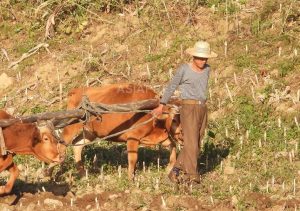 ＜北朝鮮現地調査＞注目の金正恩式新農政　その成績表は？(3) 国家の「食糧流通独占」は完成段階か　農民から安く買い「国が金儲けしている」