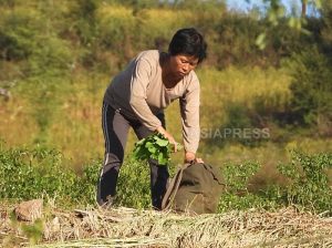 ＜北朝鮮現地調査＞注目の金正恩式新農政　その成績表は？(1)  収穫良好、分配も増加し農民は安堵　一方で不満も…咸鏡北道
