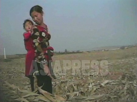 수확이 끝난 옥수수농장에서 이삭을 줍는 여성. 2008년 10월 촬영 : <림진강> 심의천 기자 (C)아시아프레스