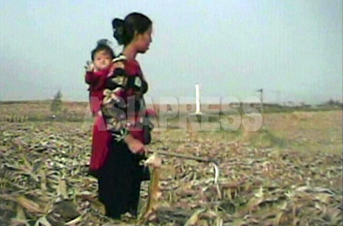 (참고사진) 아기를 업은 여성이 옥수수 밭에서 떨어진 열매를 줍고 있다. (2008년 10월 은율군, 심의천 촬영)