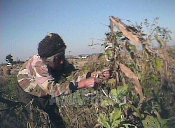 (참고사진)늙은 농민 여성이, 수확 후 마른 옥수수 밭에서 남은 것을 모으고 있다. 2008년 9월 황해북도 사리원시 근교 농촌. 심의천 촬영 (아시아프레스)