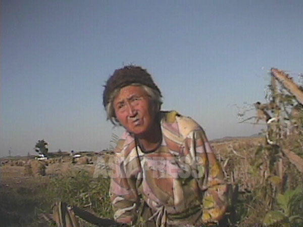 옥수수 이삭을 찾는 농촌의 한 할머니. 2008년 10월 황해북도의 한 농촌에서. 촬영 심의천(아시아프레스)