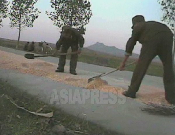 병사들이 옥수수를 도로에 펴놓고 건조시키고 있다. 수확물을 군대에 징발당하는 것은 농민 생활에 있어 큰 위협이다. 2008년 10월 황해남도에서 심의천 촬영 (아시아프레스)